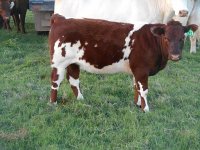 Calf cow may 2016 034_opt.jpg