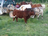 Calf cow may 2016 047_opt.jpg