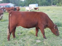Calf cow may 2016 045_opt.jpg
