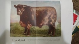 Tomahawk steer revised.jpg