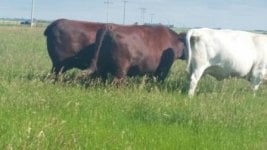2016 cows on pasture.jpg