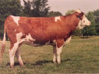 1991 Montbeliarde influenced yearling from Heinz Erb Canadian Simmentals North Bay.JPG