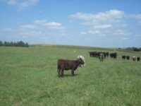 cattle 004.jpg
