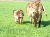 A month old Major Leroy calf with his dam...with Leroy change comes in one generation.JPG