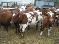 cattle 031.jpg