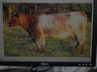 cattle pictures 001.jpg