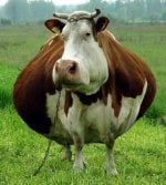 fat_cow-12290.jpg