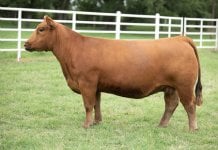 horns red angus cow.jpg
