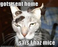 funny-pictures-cat-with-mice.jpg