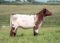 young outsider hiefer ja iowa sale.jpg