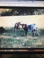 IMG_7424 dales hot commoity heifer calves.jpg