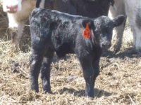 16 steer calf.jpg