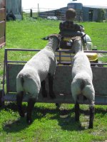 sheep on cart 2.jpg