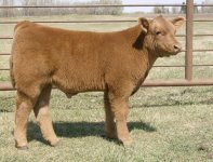 red monopoly calf side view small.JPG