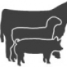 Livestockjudging.com