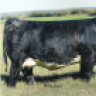 Lewis_Family_Cattle
