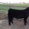 Double K Show Cattle