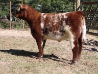 Shorthorn3.JPG