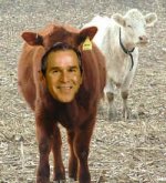 bushcow.jpg