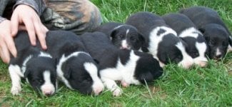 Border Collie pups.jpg