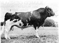 Bull#1.jpg