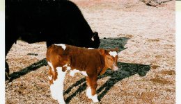 Lifeline'scalf.jpg