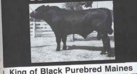 Mystery Bull @.jpg