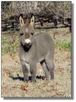 CUTEST LITTLE DONKEY.jpg