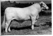 Mystery bull - old.jpg