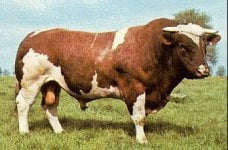 paris champion mystery bull.jpg