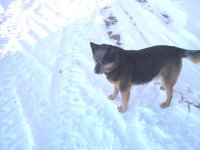 snow pup.jpg