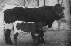 Mystery cow calf.jpg