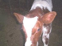 perfect timing heifer 2.jpg