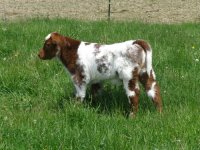 Profile on Blance's Bull calf.jpg