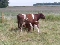 QM-bullcalf8-06.jpg