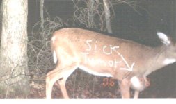 SICK DEER 3.JPG