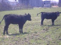 Both Heifers 1.jpg