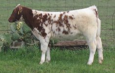 December Shorthorn heifer.jpg