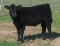 Sept. FNL Steer.jpg