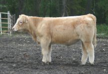 2006 Fred Taz steer.jpg