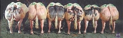 BELGIUN BUTTS.jpg