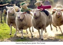 sheep_racing.jpg