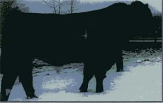 mystery bull #501.jpg