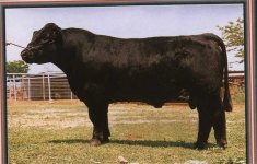 Name the bull #517.jpg