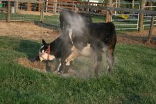 2007 calves 031a.JPG