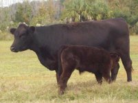 blakc cow calf.jpg