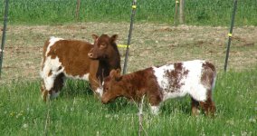 appendix Fergi and Pumpkin's heifer 5-07.JPG