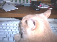 kitty working.jpg