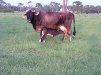 2006 calves 004a.JPG