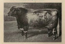 NHR Shorthorn bull.jpg